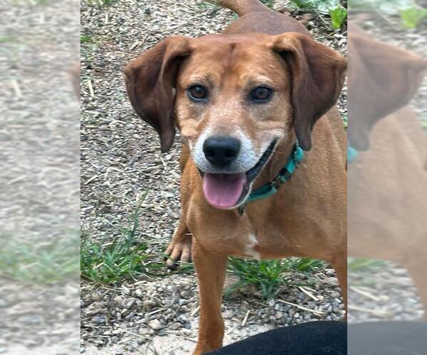 Medium Photo #1 Beagle-Unknown Mix Puppy For Sale in Rockaway, NJ, USA