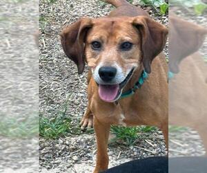 Beagle-Unknown Mix Dogs for adoption in Rockaway, NJ, USA