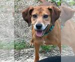 Small Beagle Mix