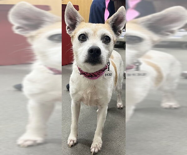 Medium Photo #1 Mutt Puppy For Sale in Forestville, MD, USA