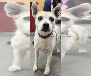 Mutt Dogs for adoption in Forestville, MD, USA