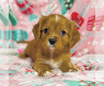 Small Photo #2 Cavalier King Charles Spaniel Puppy For Sale in FREMONT, CA, USA