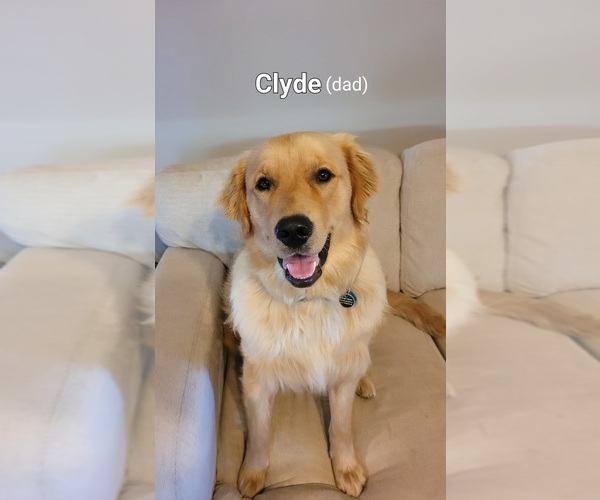 Medium Photo #1 Golden Pyrenees-Golden Retriever Mix Puppy For Sale in ARDMORE, AL, USA