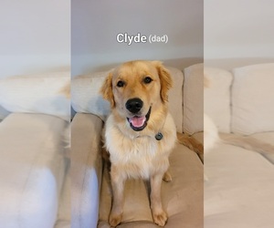 Father of the Golden Pyrenees-Golden Retriever Mix puppies born on 07/08/2025