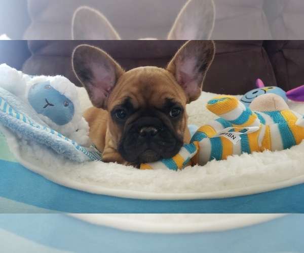 Medium Photo #4 French Bulldog Puppy For Sale in TAYLORSVILLE, KY, USA