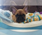 Small Photo #4 French Bulldog Puppy For Sale in TAYLORSVILLE, KY, USA