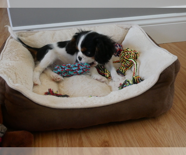 Medium Photo #3 Cavalier King Charles Spaniel Puppy For Sale in MARCELLUS, MI, USA