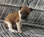 Puppy 5 Jack Russell Terrier