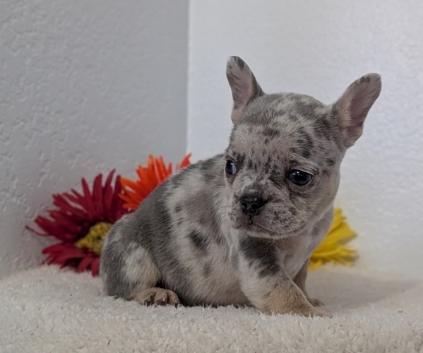 Medium Photo #34 French Bulldog Puppy For Sale in GOSHEN, IN, USA