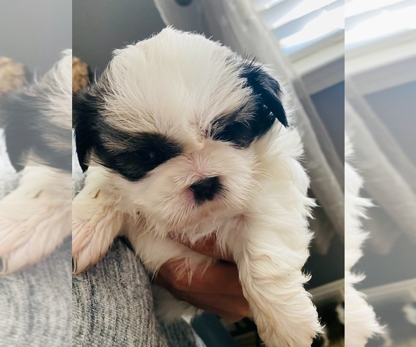 Medium Photo #1 Shih Tzu Puppy For Sale in KERMAN, CA, USA