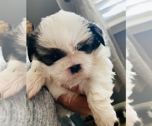 Shih Tzu Puppy for sale in KERMAN, CA, USA