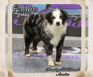 Miniature Australian Shepherd Dog for Adoption in FORESTBURG, Texas USA