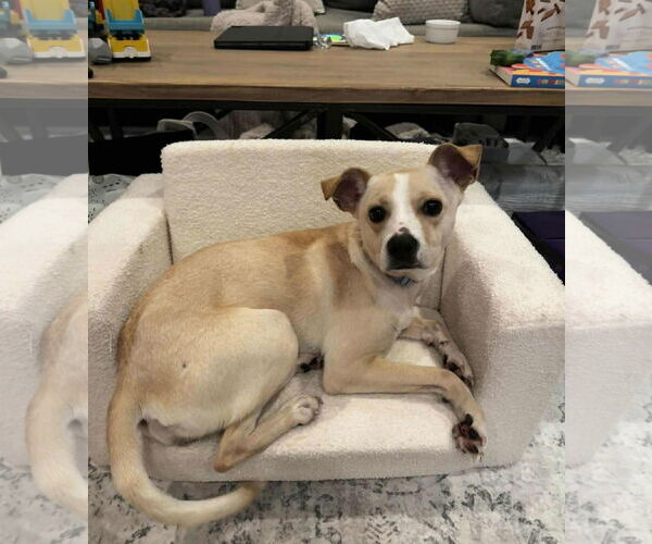 Medium Photo #4 Jack-A-Bee Puppy For Sale in Princeton, MN, USA