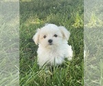 Small Photo #3 Maltese Puppy For Sale in CANOGA, NY, USA