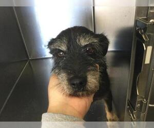 Mutt Dogs for adoption in Riverside, CA, USA