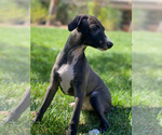 Small Photo #31 Italian Greyhound Puppy For Sale in SAINT GEORGE, UT, USA