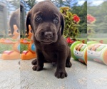 Small #8 Labrador Retriever
