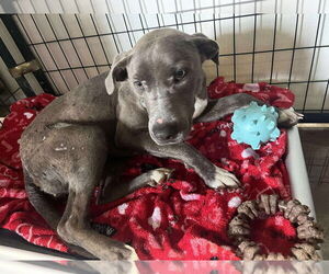 Unknown-Weimaraner Mix Dogs for adoption in Foristell, MO, USA
