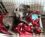 Small Weimaraner Mix