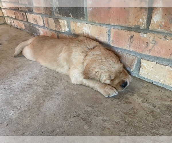 Medium Photo #13 Golden Retriever Puppy For Sale in MCKINNEY, TX, USA