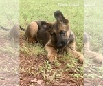 Small Photo #16 Malinois Puppy For Sale in GROVE, OK, USA