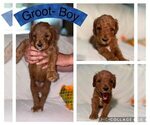 Puppy Groot Goldendoodle