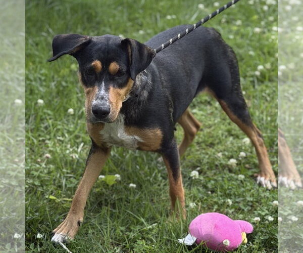 Medium Photo #4 Mutt Puppy For Sale in Yardley, PA, USA