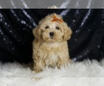 Small #2 Maltipoo