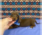 Small Dachshund
