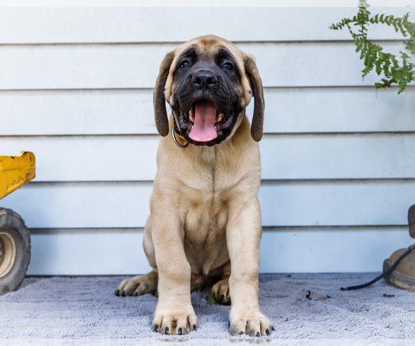 Medium Photo #5 Mastiff Puppy For Sale in WAKARUSA, IN, USA