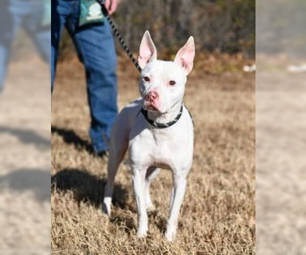 Medium Photo #3 Mutt Puppy For Sale in Glen Allen, VA, USA