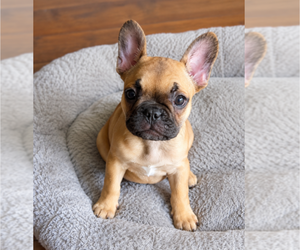 French Bulldog Puppy for sale in KANSAS CITY, MO, USA