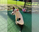 Ella Love - Female American Pit Bull Terrier-Unknown Mix Dog for Adoption - Small photo