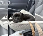 Small #1 French Bulldog