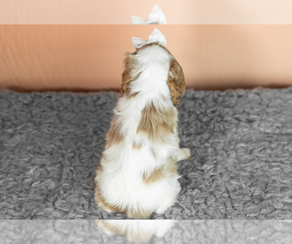 Medium Photo #6 Cocker Spaniel Puppy For Sale in NAPPANEE, IN, USA