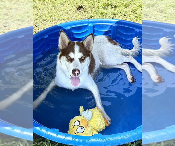 Medium Photo #4 Siberian Husky-Unknown Mix Puppy For Sale in San Leon, TX, USA