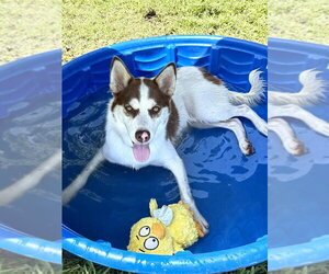 Mojo - Male Siberian Husky-Unknown Mix Dog for Adoption - Photo #4