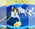 Small #3 Siberian Husky Mix