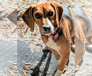 Pooh - Male Beagle Dog for Adoption - Photo #2