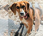 Small #4 Beagle