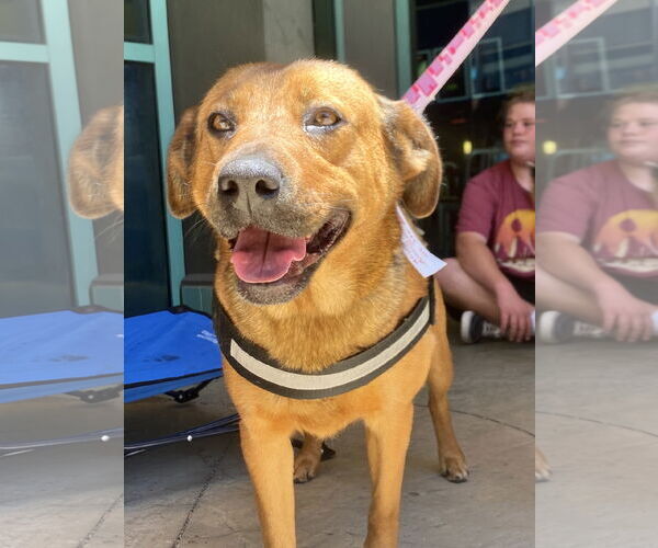 Medium Photo #2 Mountain Cur-Unknown Mix Puppy For Sale in San Diego, CA, USA