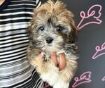 Small Photo #3 Havanese Puppy For Sale in LAS VEGAS, NV, USA
