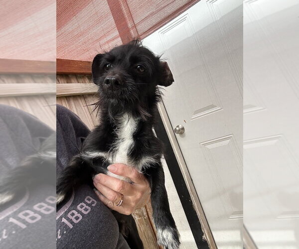 Medium Photo #2 Miniature Schnauzer-Unknown Mix Puppy For Sale in Oak Bluffs, MA, USA