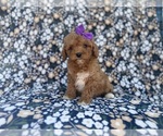 Small #4 Cavapoo (Miniature)