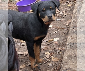 Rottweiler Puppy for sale in SMYRNA, GA, USA