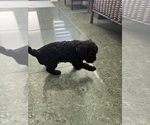 Small #4 Cavapoo-Poodle (Toy) Mix
