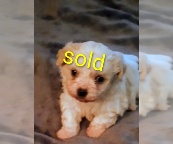 Medium Photo #4 Mal-Shi Puppy For Sale in WOBURN, MA, USA