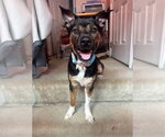 Small #1 Mutt
