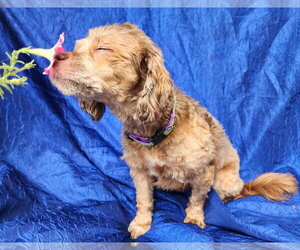 Trixie - Female Havanese Dog for Adoption - Photo #4