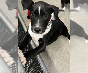 Mutt Dogs for adoption in Sterling, MA, USA